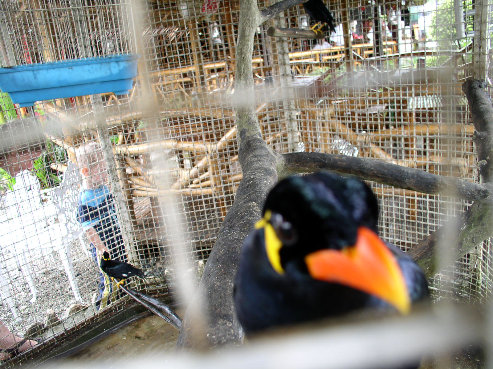 Mina birds that could speak fluent Tagalog & Visayan